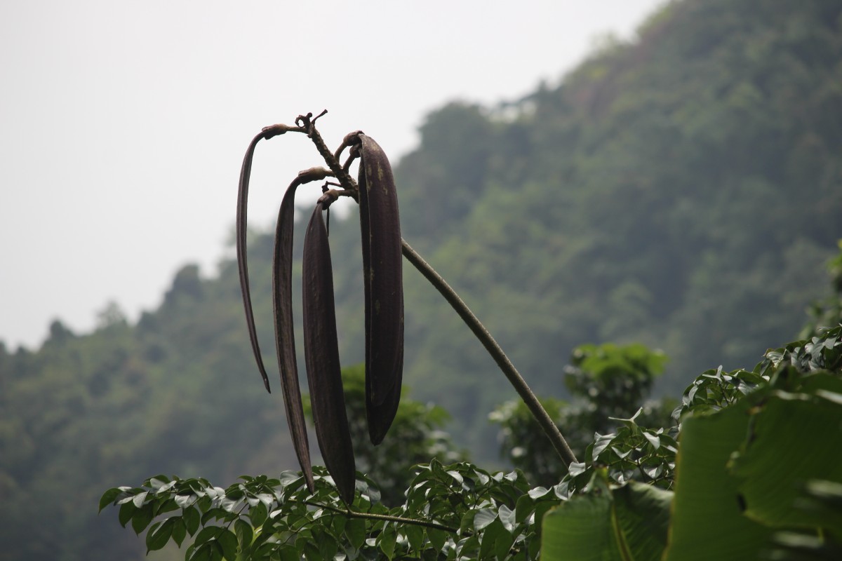 Oroxylum indicum (L.) Kurz